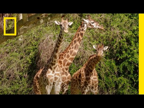 How Giraffes are Fed at Disney's Animal Kingdom | Magic of Disney's Animal Kingdom