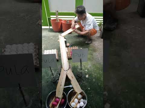 Kong saan mga kakulay nila doon din sila #video #trending #funny #fyp #viral