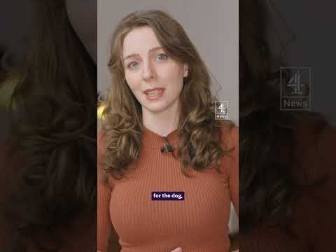 Could Scotland ban XL Bullies?