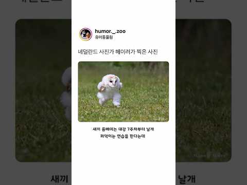 네덜란드 사진가 헤이러가 찍은 사진