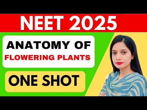 ANATOMY OF FLOWERING PLANTS - Complete CHAPTER In ONE SHOT || CLASS 11 NEET || NCERT LINE BY LINE