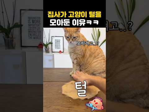 집사가 고양이털을 모아둔 이유ㅋㅋ