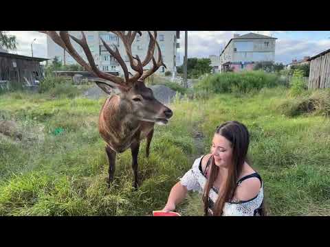 Як я і олень Борис їли кавун 🍉 17.08.2025 #irysik3076 #deer #animals #олень #оленьборис #оленьборя