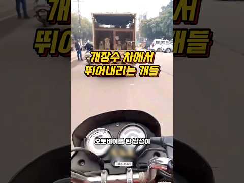 목숨걸고 뛰어내려서 탈출하는 개들