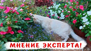 Как собирать семена катарантусов? 100 процентная всхожесть!