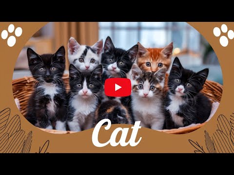 Very Beautiful Cute Kittens - Kitties