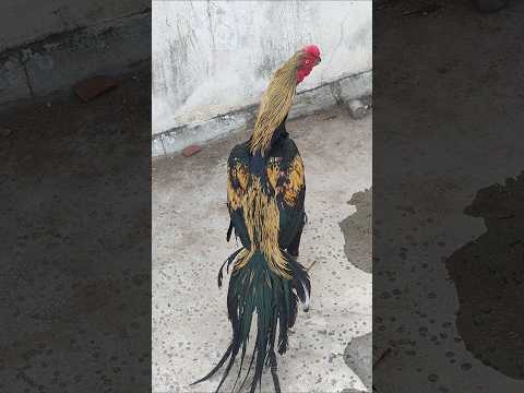 Nimmeli Parrot beak Male Show