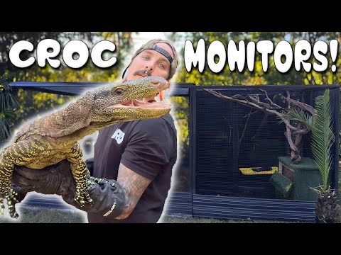 NEW CROC MONITOR ! HES MASSIVE 🤯