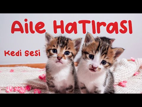 Sevimli Bebek Kediler - Yavru Kedi Sesi - Kedi Videoları