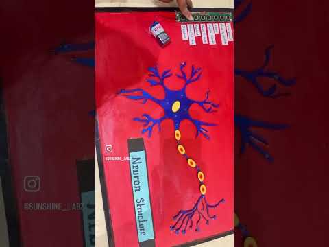 Working model of a neuron #scienceproject #schoolproject #viralshort #viralvideo