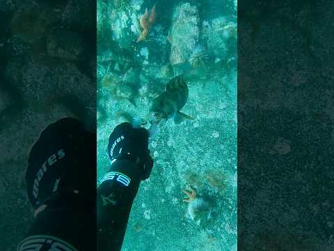 ATTACKED BY A WOLFFISH #spearfishing #fishing #wolffish