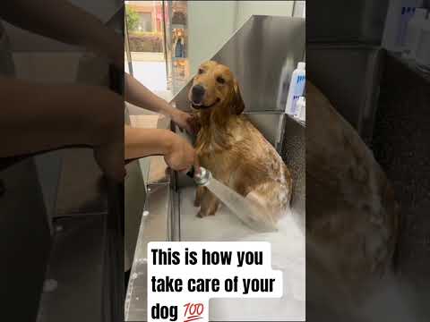 please help me grow 🙏#pettips #doghealth #dogbreeds #dogcare #viral #dogs