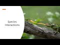 Commensalism and Keystone Species Concepts