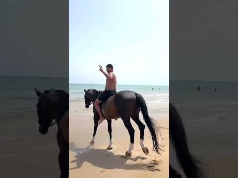 Saidiai 🇩🇿✨🇲🇦💙🐎🐴#السعدية #المغرب #الجزائر #ترند