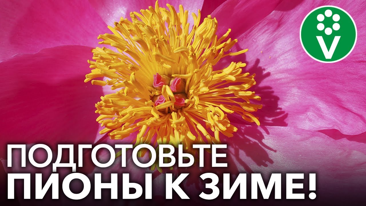 Обязательно сделайте это с пионами осенью! Обрезка, обработка, мульчирование пионов осенью