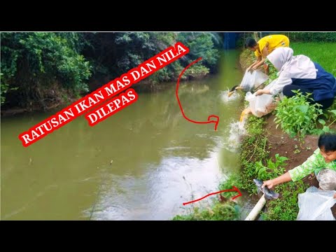 Spot Mancing Gratis!! Lepasin ratusan Ikan Buat Para Pemancing,Fishing