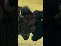 Bison Confrontation and Dominance