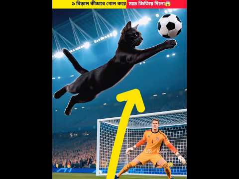 কীভাবে ১ বিড়ালের গোলে ট্রফি জিতে গেল - A Cat Scored And Won The Match For Its Owner #facts #shorts