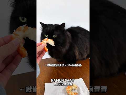Blacky ga mau makan udang, mau nya makan jahe #shorts #kucing