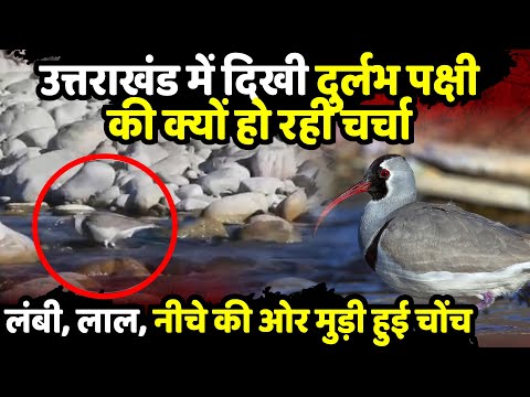 उत्तराखंड में दिखी दुर्लभ पक्षी की क्यों हो रही चर्चा | Ibisbill in Uttarakhand | Uttarakhand News