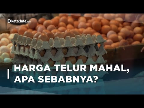 Apa Penyebab Harga Telur Kian Mahal? | Katadata Indonesia