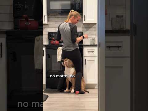 After the dog dad fought with his son over a toy #animals #love #shorts