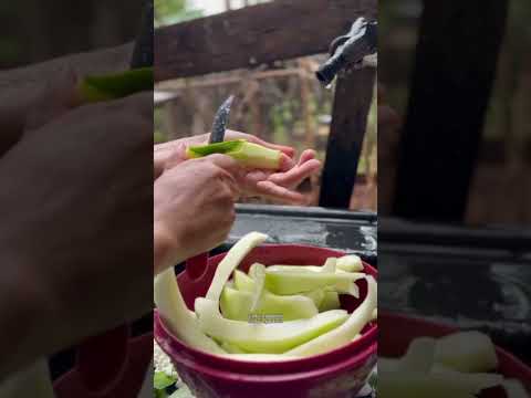 MAIS UM DIA ABENÇOADO #sitio #smartphone #reels #rotinadodia #vlog #agro #campo #minivlog #vidanocam