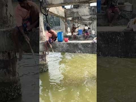Mullet fishing #fishingshorts