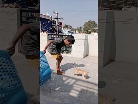 Cat🐈 shorts 🤔😋 #trending #viralvideo #shorts #ytshorts #telugucreativethinks #youtubeshorts