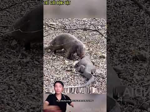 chồn và kỳ đà chạm trán dữ dội ai mới là kẻ chiến thắng.