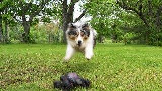 Dog Update - What's Happened And How They Are Doing