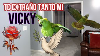 Viky regresó a casa y está en su esquina favorita#loros #pets #talkingparot #aves#amazonparrot 
