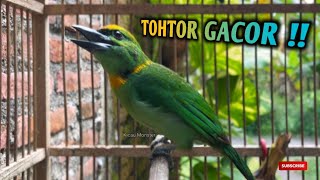BURUNG TOHTOR GACOR !!!