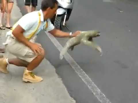 Sloth Crossing the Street- I Believe I Can Fly Version