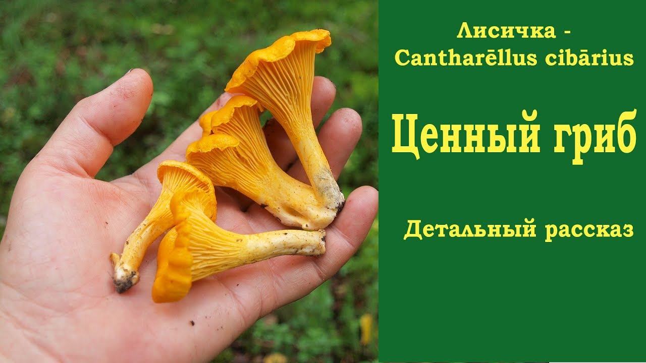 Лисичка - ценный гриб. Детальный рассказ. Cantharellus cibarius