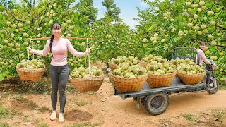 Use 3-Wheeled Truck To Harvest Many Custard Apple Go To Countryside Market Sell For Villager