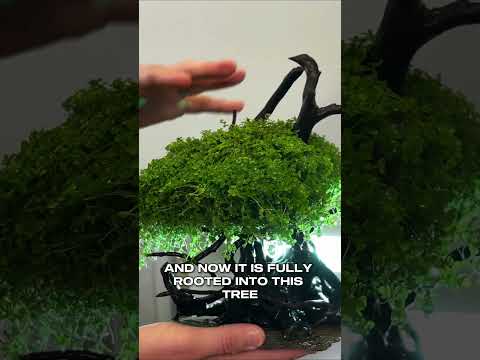 Monte Carlo Trim Time Our underwater bonsai tree (crafted from Monte Carlo) badly needs a haircut!
➡ Monte carlo_ https_
