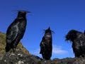 Environmental Impact of MV Oliva Oil Spill