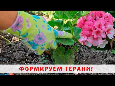 Как формировать пеларгонию в открытом грунте! Обрезаем герани!