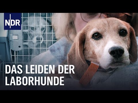 Tierversuche an Hunden: Das Leiden im Labor | Doku | NDR | 45 Min