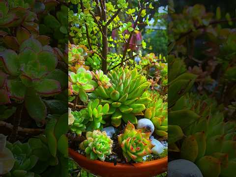 #succulentslover  #shortvideo