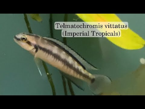 Telmatochromis vittatus (Imperial Tropcials) 