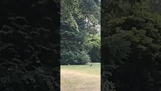 Wild Hase und Raby