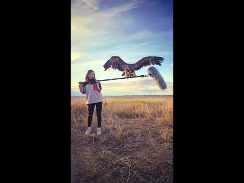 🦅 Sound of Nature