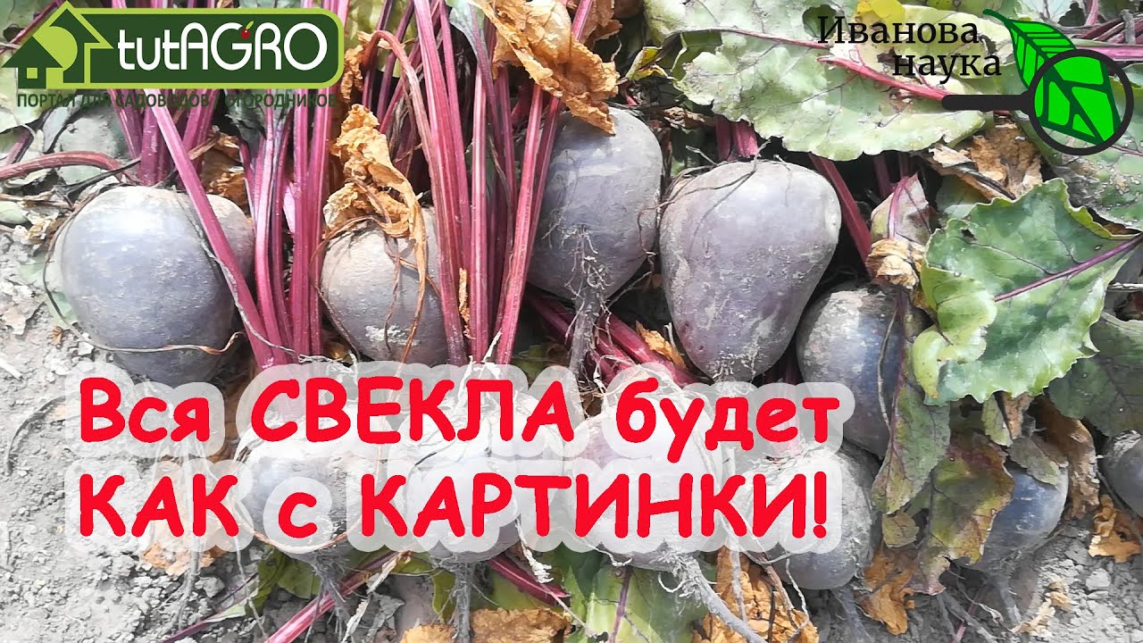 Чтобы свёкла не росла конской! Ровные, гладкие и вкусные корнеплоды - это очень просто!
