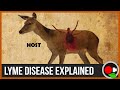 Exploring the Life Cycle of Ticks and Lyme Disease