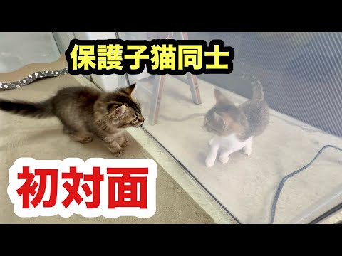 初対面の保護子猫たちの反応が可愛すぎた／フェンス越しの顔合わせ