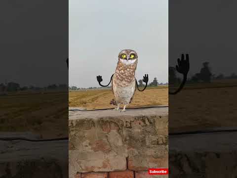 FUNNY Owl Dances Better Than Your Cat#owl #dance#catdance#cat #funny#memes#love #comedy#viral#shorts