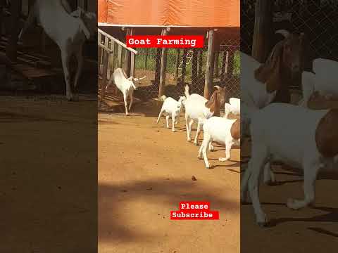 Goat farm Morning Routine! Healthy Goats! #shortsfeed #farming #goat