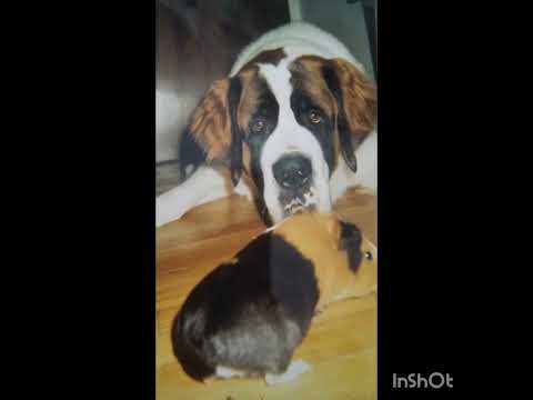 😱😍😍😍😇Mi foto de "Buka" cobrando vida.